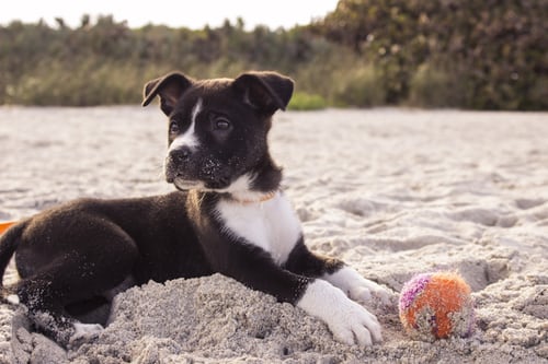 dog playing in the sand