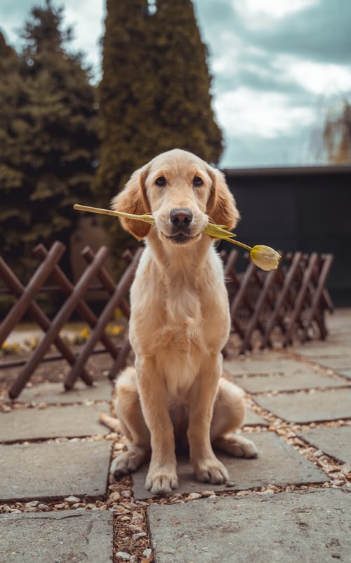 photo of dog carrying flower